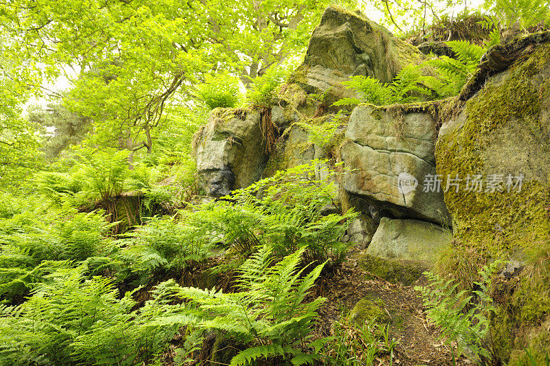 Hardcastle Crags林地风景区与蕨类和岩石